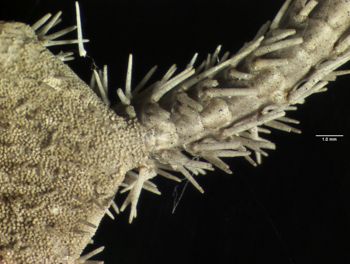 Media type: image; Invertebrate Zoology OPH-400